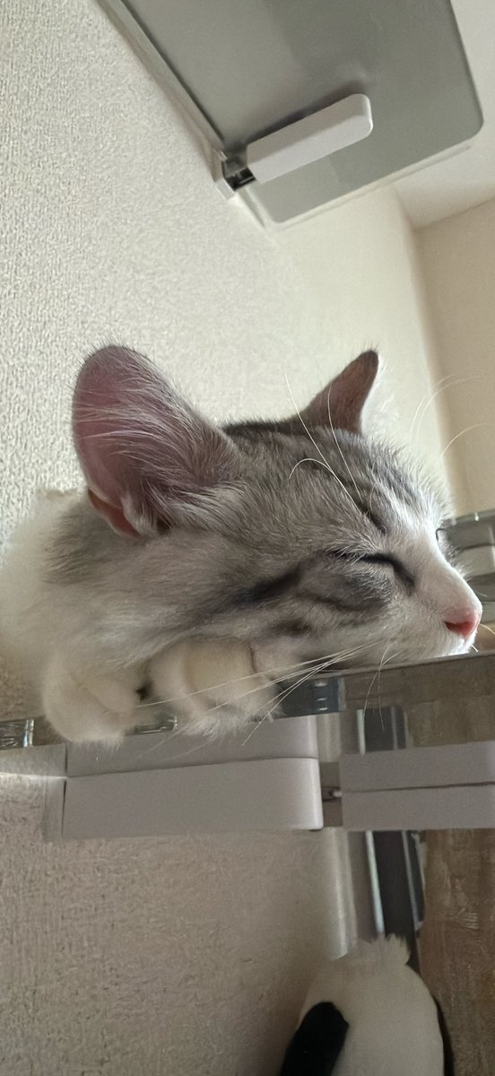 Belyusha's tweet photo. #猫のいる暮らし #サイベリアン　#猫好きさんと繋がりたい

パソコン机にいると、側にくる…愛しきいのち… https://t.co/lfuHbMAjRY