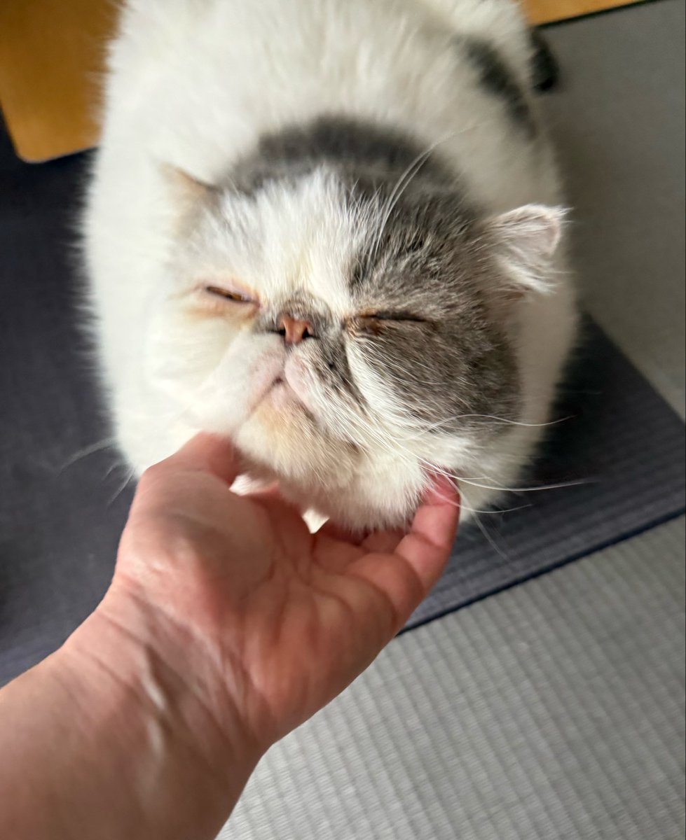 tmasamin's tweet photo. みんにゃおはよ😽🍠

あご🩷ナデナデ
気持ちいい〜😽💓 https://t.co/zS3Uu4kzug