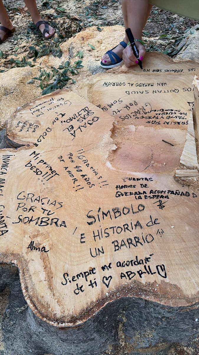 ParqueDelOeste_'s tweet photo. Y tal día como hoy, el Ayuntamiento cortó un árbol más. Los vecinos no han dejado que caiga en el olvido: hoy es memoria, homenaje y también protesta. Porque no era solo un árbol, era un símbolo, lugar de encuentro y referencia del barrio de La Paz. https://t.co/KH21cg08WC