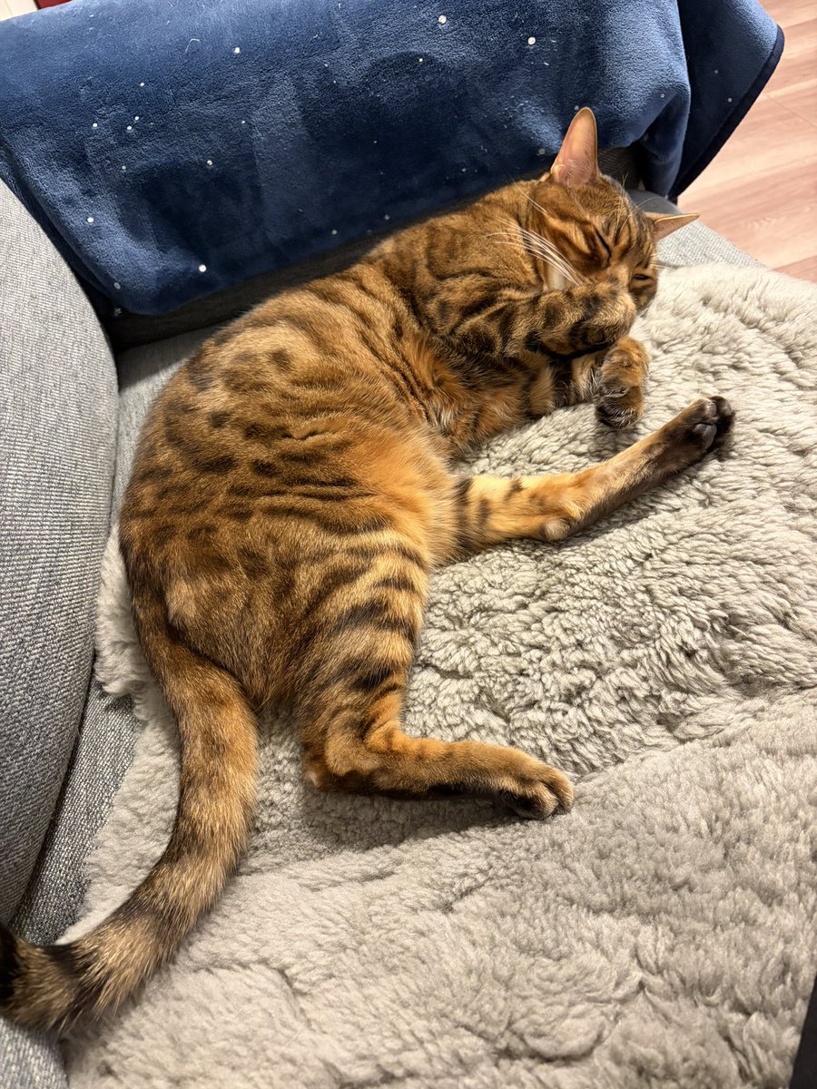 maa_chan_11's tweet photo. ボクは今日も寝休日です🐈 https://t.co/2rr3YUJ6SU