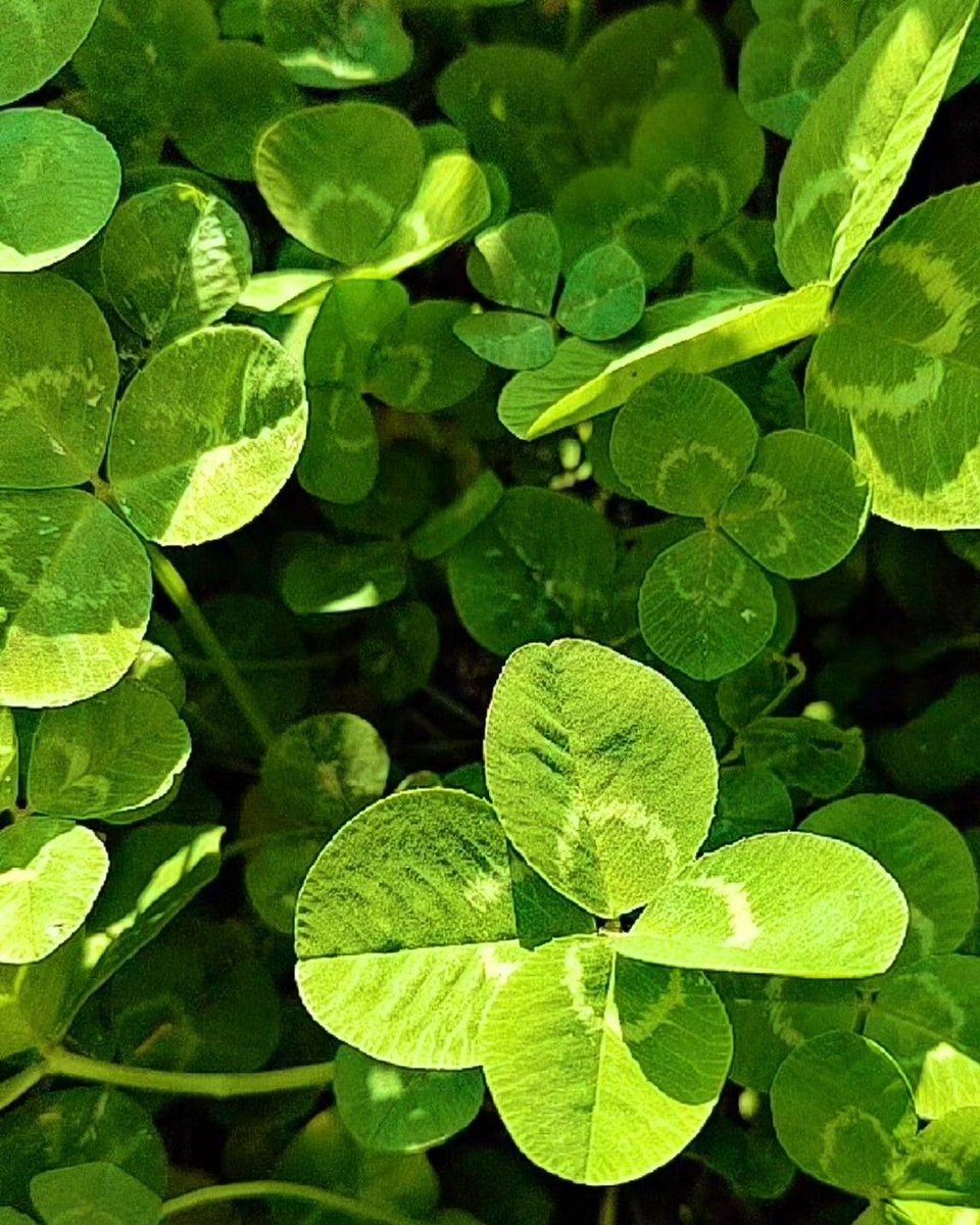 chiyo_mama_'s tweet photo. 思わず笑みが溢れるような出来事が起こる🍀 https://t.co/AvTl7uc0qV