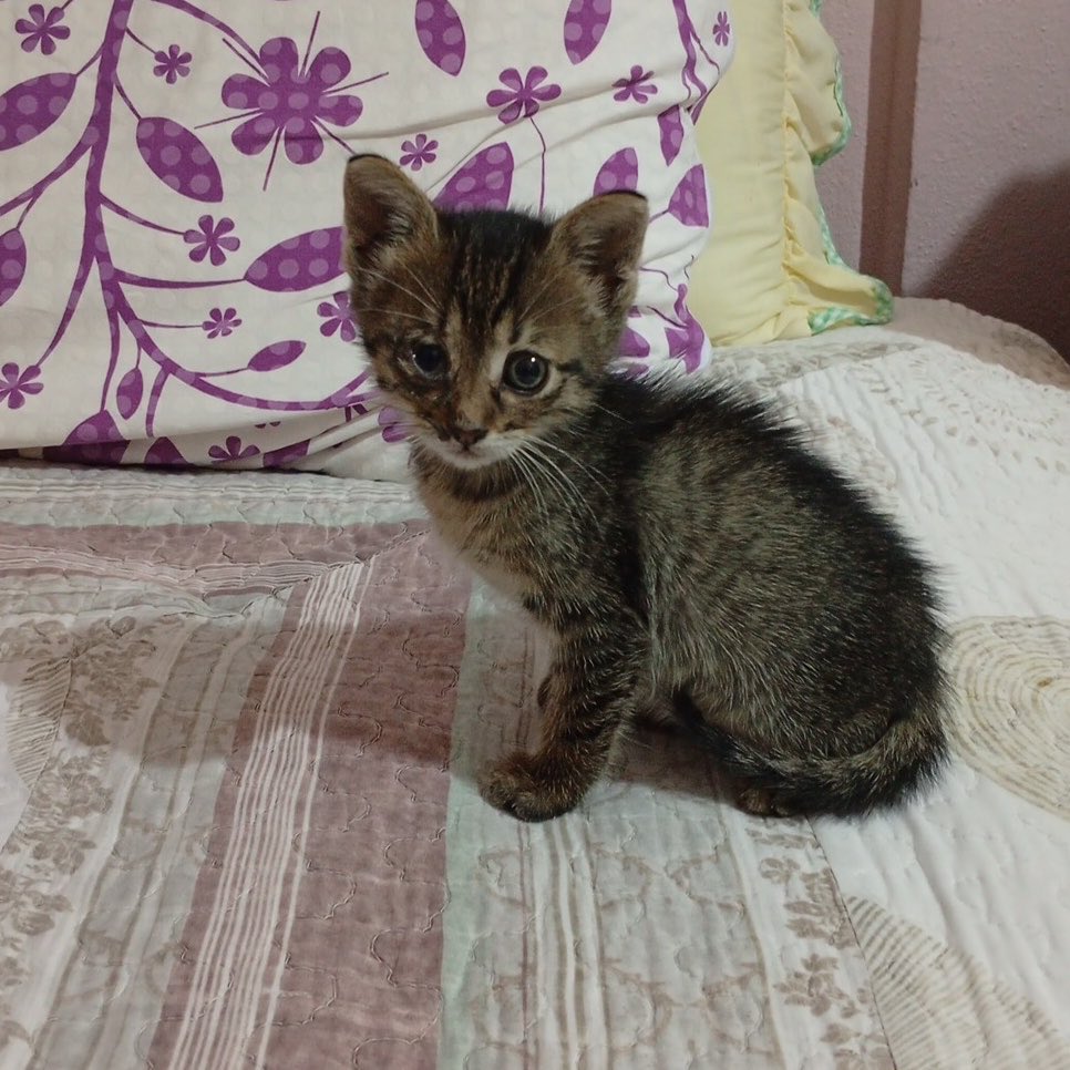 benikheo's tweet photo. TEKİRDAĞ YUVA

korsan kediye yuva arıyorum annesi bıraktı kardeşi öldü o da sokakta yitip gitmesin 

lütfen rt https://t.co/ZYlVPCXckh