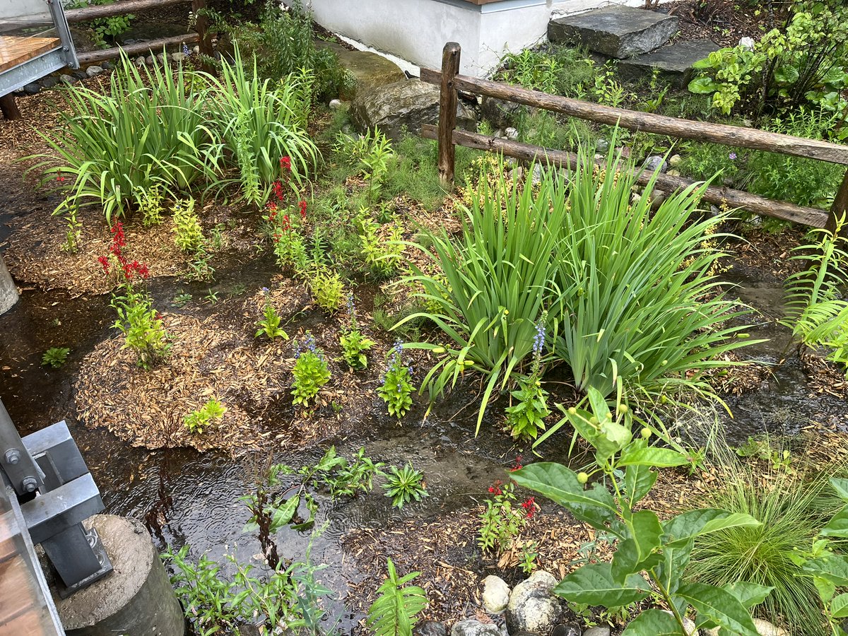 RideauValleyCA's tweet photo. CBC recently covered #raingardens as #flooding tools. See 1 in action! RVCA has 5 demo sites:
📍RVCA office, 3889 Rideau Valley Dr N, Manotick
📍Baxter Conservation Area
📍Perth Wildlife Reserve
📍Portland Bay Conservation Area
📍Hanna Memorial Park
More: https://t.co/G7U2vRVD1h https://t.co/5ySYjuT6JF