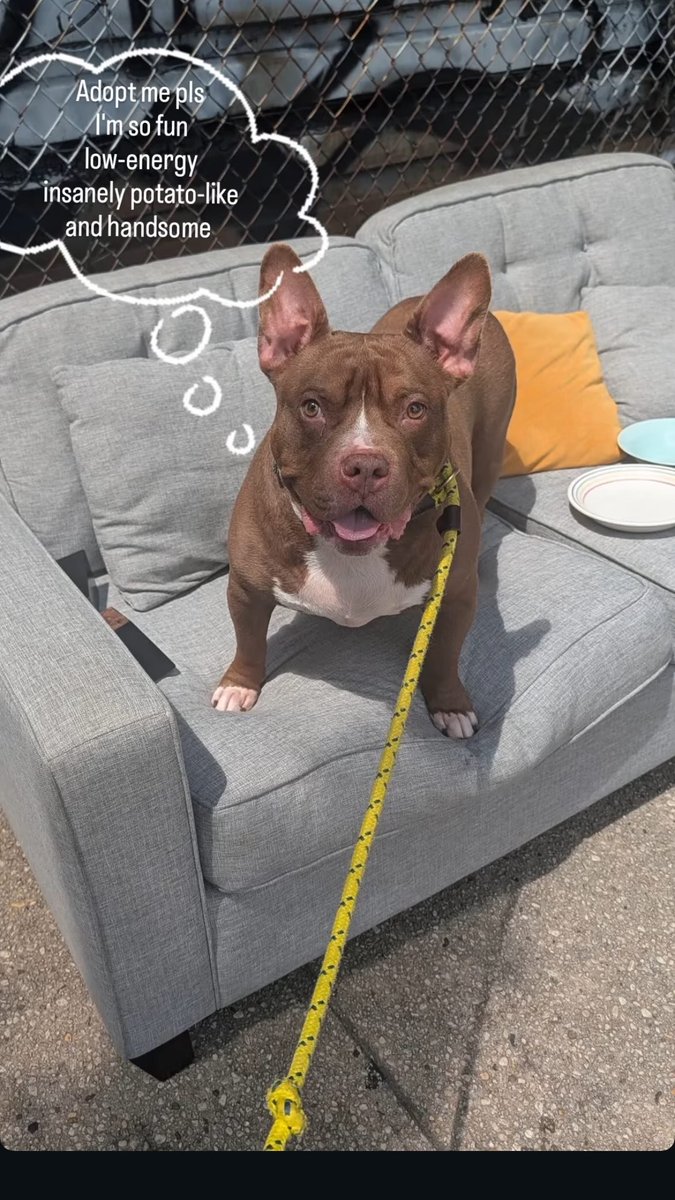 NMBewitched's tweet photo. Unbelievable 
This potato needs a couch
No one has one?

Valentino
#AdoptMe #FosterMe https://t.co/nyHdCUngNw