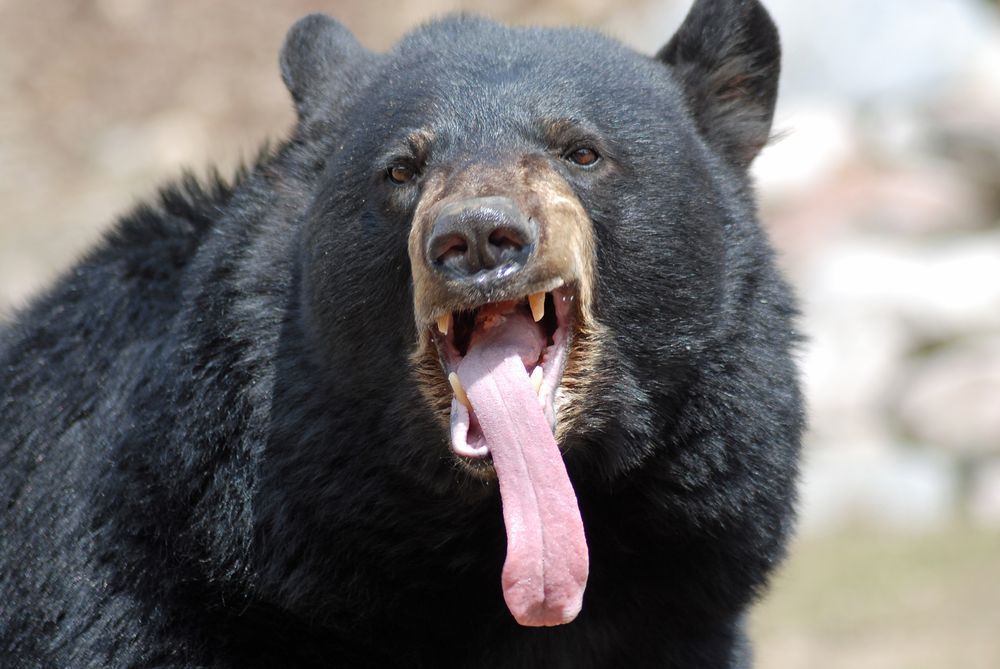 bearsdaily_'s tweet photo. https://t.co/GkALmevqmj