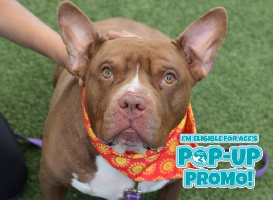 samj_jane's tweet photo. 🆘 Kill Command 🆘 255142 #Nycacc 
Valentino 6yrs Adorable friendly wiggly boy social loves toys lived with small dogs needs out Urgently ❗ #Adoptme #Foster #Pledge 
Save Valentino 💔🙏 https://t.co/UE9oTgemJ4