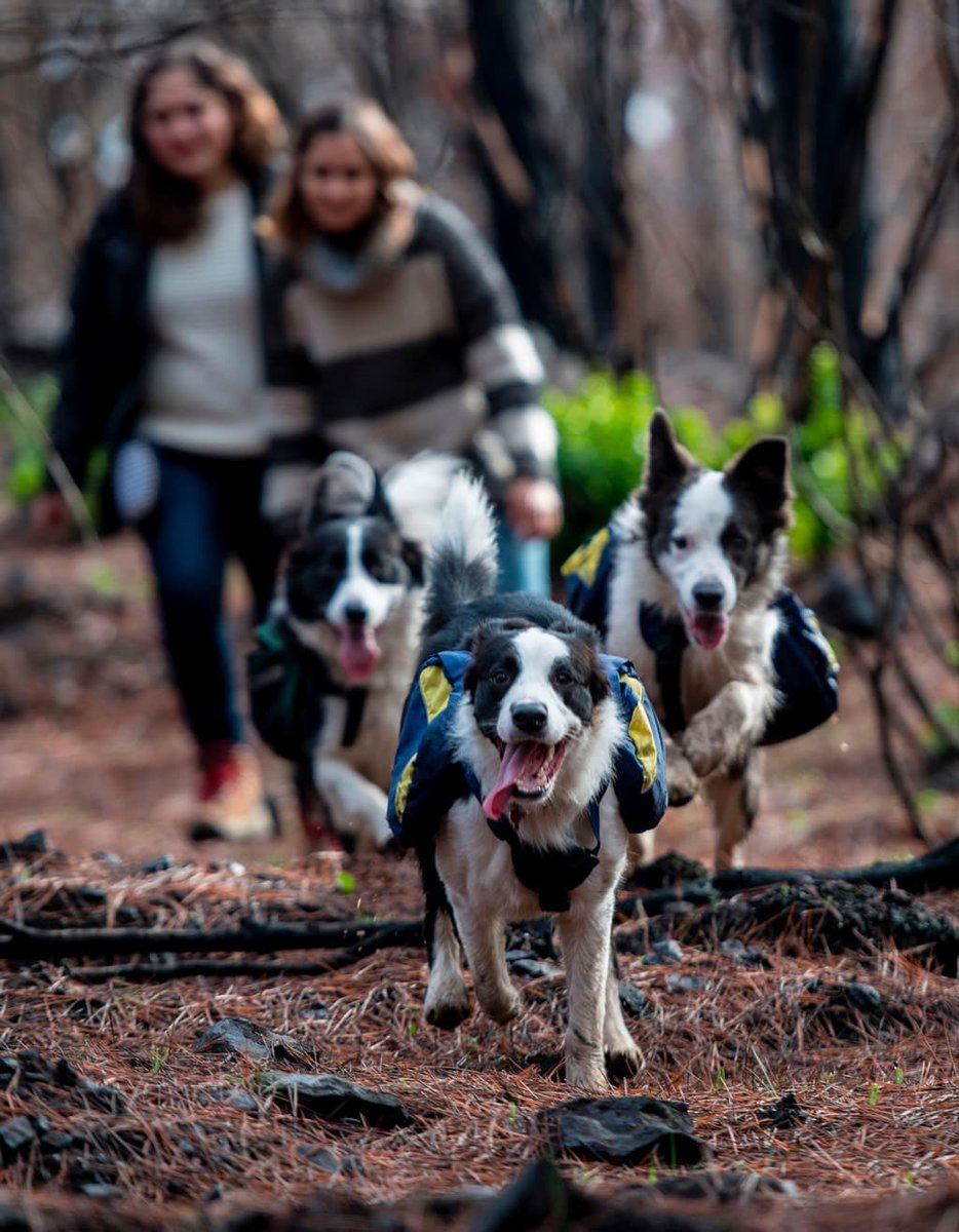 DefendamsChiloe's tweet photo. En 2017, tres perras entrenadas ayudaron a reforestar los bosques quemados de Chile… ¡jugando! 🐕

Los incendios forestales de enero de 2017 en la región del Maule, Chile, arrasaron más de 467 mil hectáreas de bosque nativo y cobraron 11 vidas. 

En zonas como Talca, solo quedaron troncos caídos y pastizales quemados; la fauna sobreviviente huyó y tardaría años en volver por sí sola.

Ahí surgió la iniciativa de Pewos: Francisca Torres entrenó a sus tres border collies —Olivia, Das y Summer— para correr con mochilas especiales con orificios que van soltando semillas de árboles, pastos y flores nativas mientras juegan y corren.

El entrenamiento no fue solo para que dispersen semillas: 
las perras aprendieron a obedecer indicaciones precisas y, sobre todo, a no hacerle daño a ningún animal silvestre que se cruzara en el camino, algo clave para trabajar en zonas donde la fauna intenta regresar. 

Según Torres, la raza fue elegida por su inteligencia, energía y rapidez: 
en un solo día pueden recorrer hasta 19 millas y dispersar cerca de 22 libras de semillas, muchísimo más de lo que lograría una persona caminando (apenas 2 millas en el mismo tiempo).

Desde abril (2017) ya habían resembrado 15 bosques distintos, con los primeros brotes de vegetación nueva asomando. La meta de Pewos: en cinco años, recuperar un ecosistema tan sano como el que existía antes del fuego.

Una historia que demuestra que la reforestación también se puede hacer con creatividad, entrenamiento y mucha paciencia — algo que en Patagonia conocemos bien. 🌲

¿Conocías esta iniciativa? Cuéntanos en los comentarios 👇 y comparte este post para que más personas conozcan estas soluciones creativas para restaurar la naturaleza.