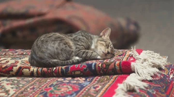 NilPeriGul's tweet photo. İran halısı - Tebriz.
Üzerinde Tekir var iken halı benim neyime? https://t.co/OY0hWXFEEA