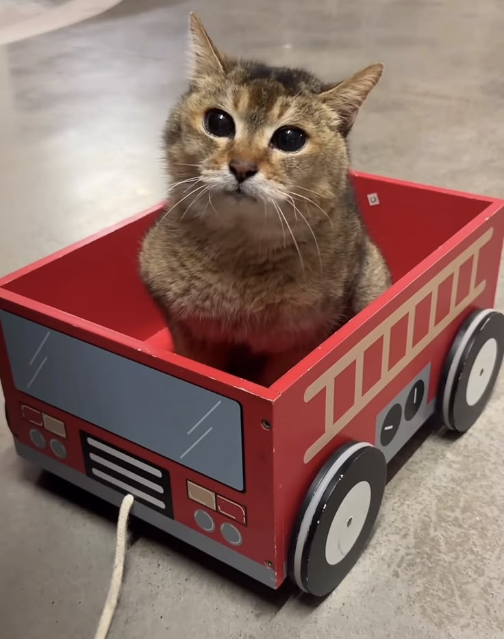 MeiMeiOnRH's tweet photo. Me omw to retire my bloodline after buying $MeiMei https://t.co/9D3qFkv9pW