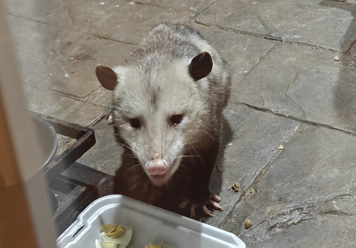 Desperate_Moon's tweet photo. Oigan, no les he presentado a Cheerio.

Este año llegaron entre 5 y 6 tlacuaches nuevos a comer a la casa, pero él es el que viene diario. 

Está re-chulo y chonchito el condenado. https://t.co/PuL61WJQOt