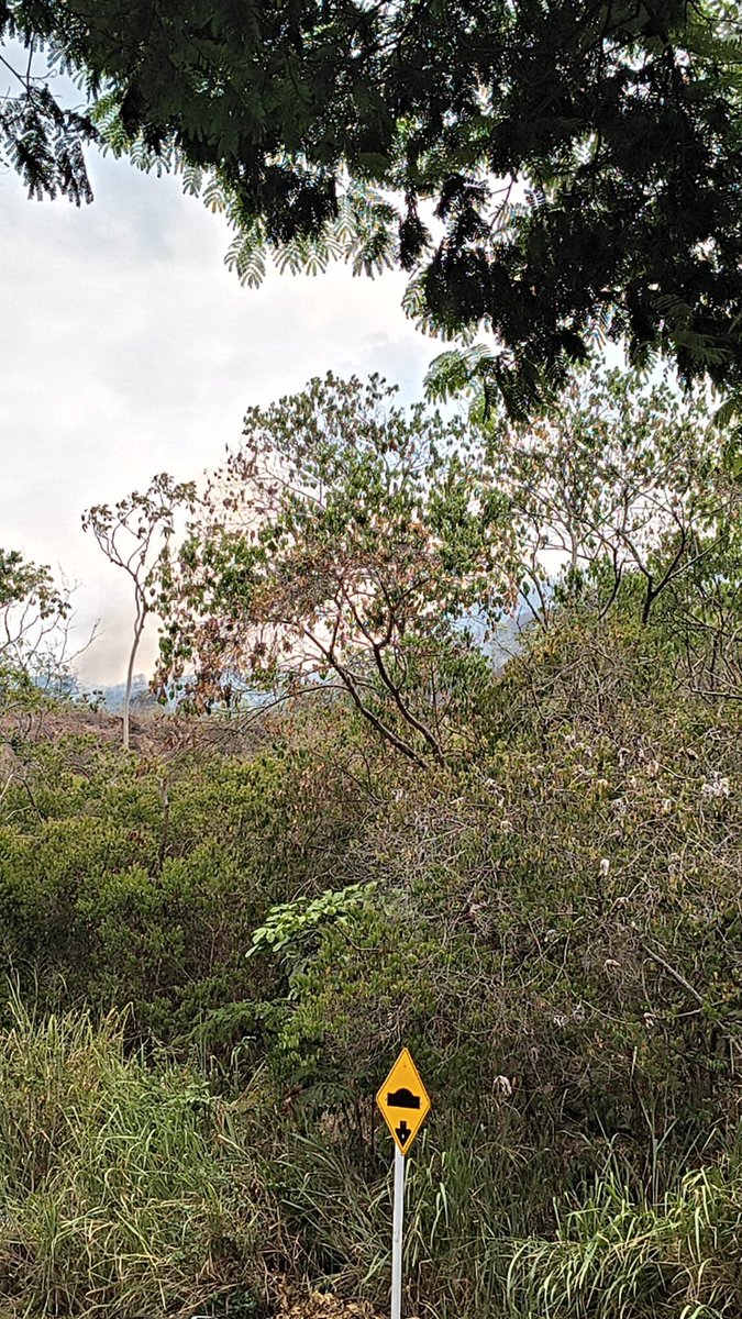 TwiterosCali's tweet photo. INCENDIO EN EL CERRO DE LA BANDERA EN CALI

Los bomberos atienden el incendio forestal que se presenta en el Cerro de la Bandera, en Cali. Al momento trabajan en dos flancos. El flanco oeste ya está controlado, el flanco sur contin��a activo.

La emergencia es atendida por 4 máquinas extintoras, 2 cuadrillas forestales, 1 carro tanque, 1 ambulancia y 45 unidades bomberiles.

Cerrada la calle 1 con carrera 62.
Tomar vias alternas. 

#IncendioCerroDeLaBandera
#BomberosCali