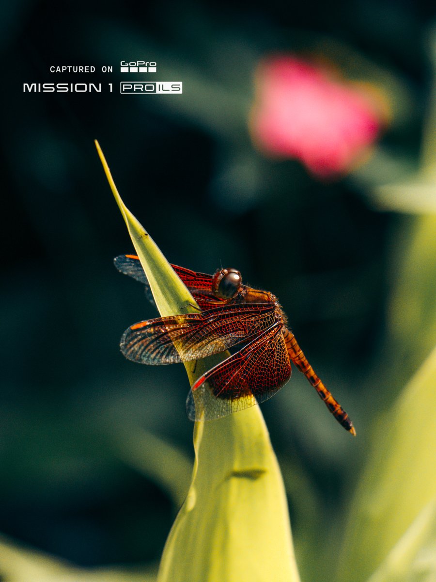 GoPro's tweet photo. Photo of the Day: Up-close and personal with #GoProMISSION1 PRO ILS from Andrew Shannon.

Fun Fact: This was shot with a $60 50mm macro lens 🤯

#GoPro #MacroPhotography #Macro #WildlifePhotography https://t.co/qad560J38G