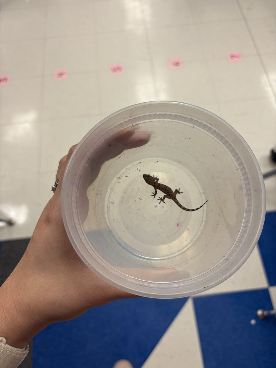 cheerychumz's tweet photo. found a little friend in my art classroom hehe (i placed him outside) https://t.co/YYqugqUSSC