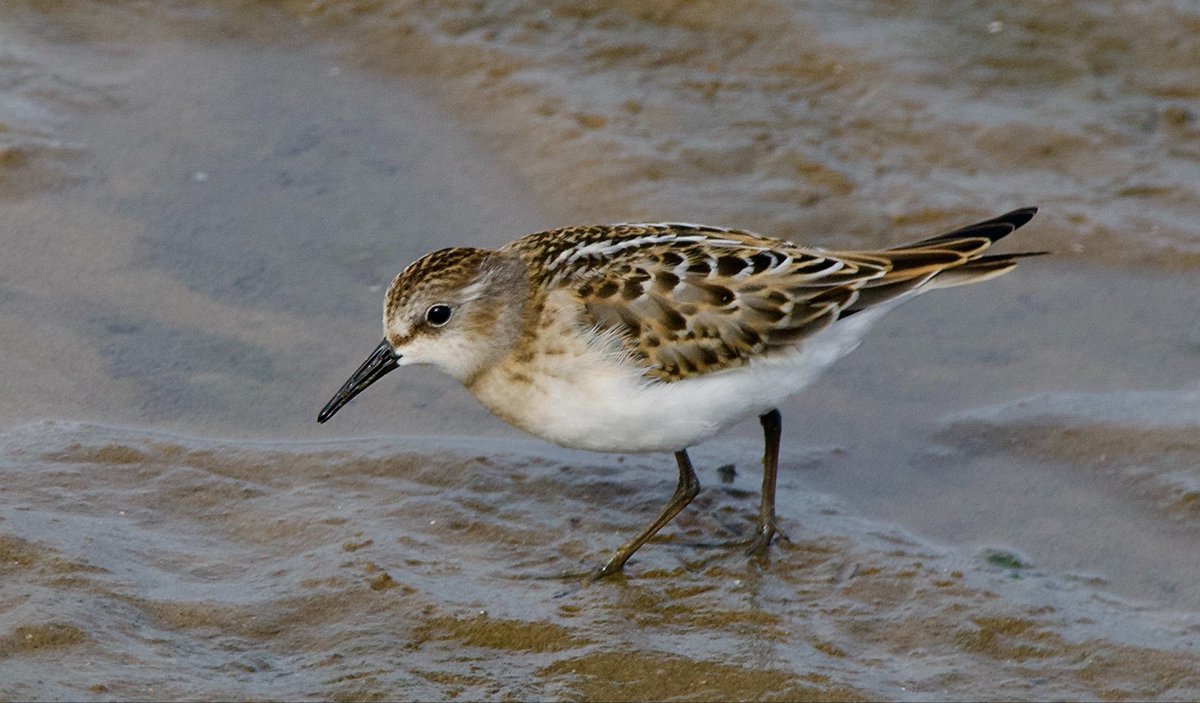 SteveOnHilbre's tweet photo. This juvenile #LittleStint also showed superbly opposite the shelter on Meols Parade #Wirral this morning 📸 https://t.co/RlrTNVWe8z