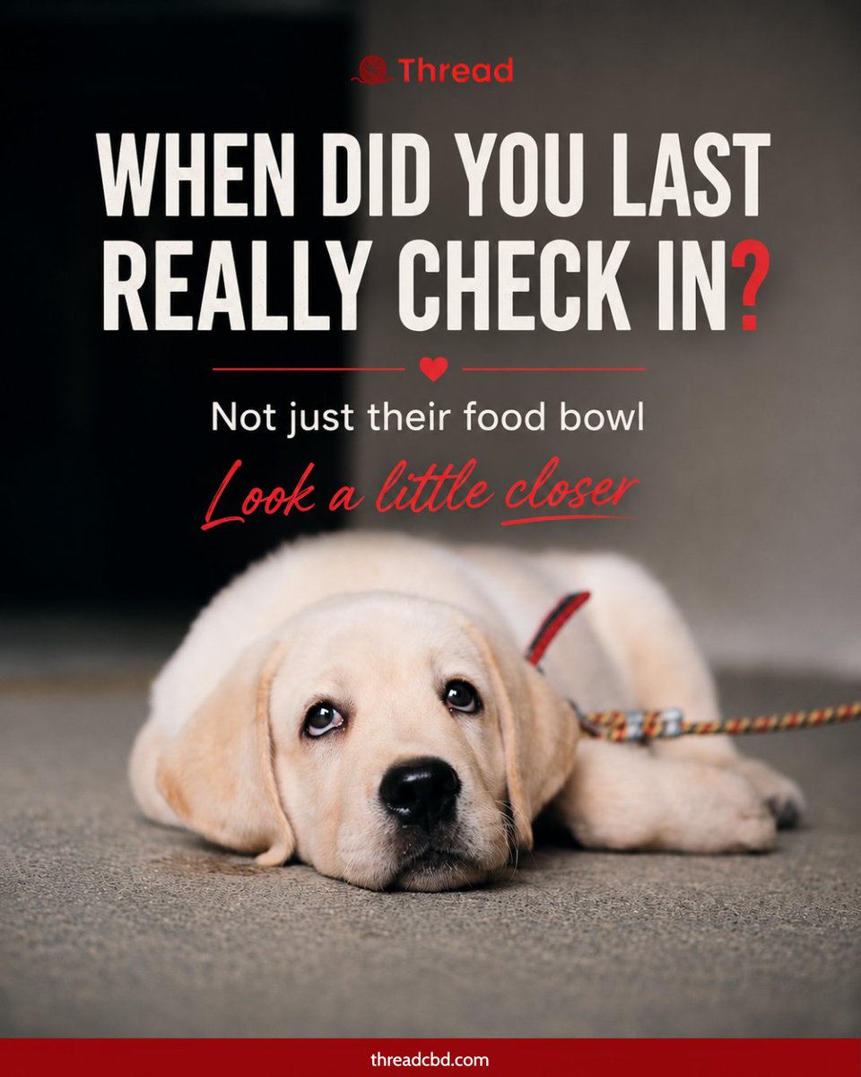threadcbd's tweet photo. Their wellness is in the little things🐾

How are they resting?
How are they behaving?
How are they moving?

Small changes in energy, habits, mood, or interactions can say a lot.

Know them. Notice them. Support them❤️

#threadcbd #petwellness #dogcare https://t.co/dhBqFATYWA