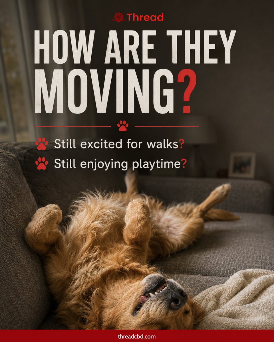 threadcbd's tweet photo. Their wellness is in the little things🐾

How are they resting?
How are they behaving?
How are they moving?

Small changes in energy, habits, mood, or interactions can say a lot.

Know them. Notice them. Support them❤️

#threadcbd #petwellness #dogcare https://t.co/dhBqFATYWA