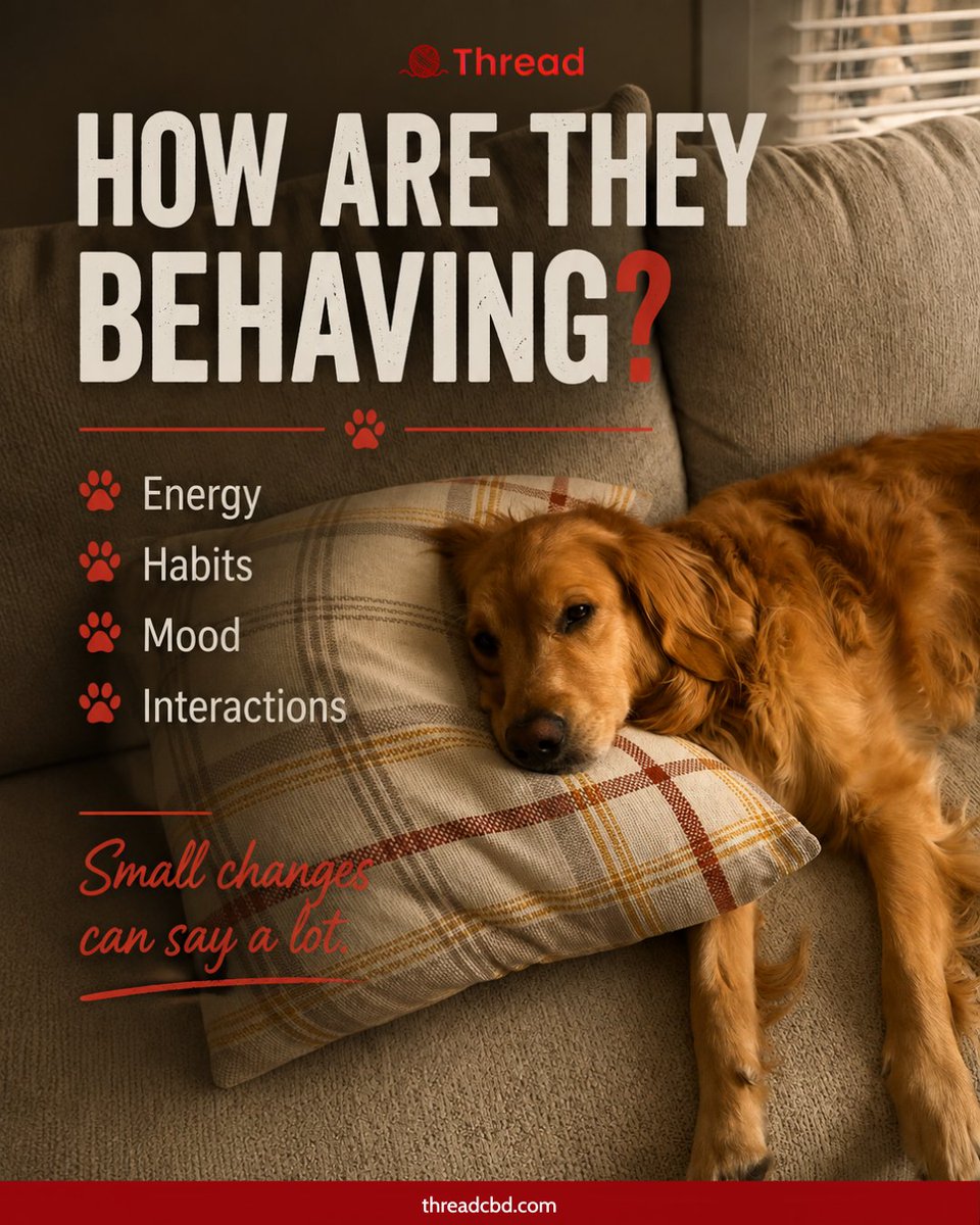 threadcbd's tweet photo. Their wellness is in the little things🐾

How are they resting?
How are they behaving?
How are they moving?

Small changes in energy, habits, mood, or interactions can say a lot.

Know them. Notice them. Support them❤️

#threadcbd #petwellness #dogcare https://t.co/dhBqFATYWA