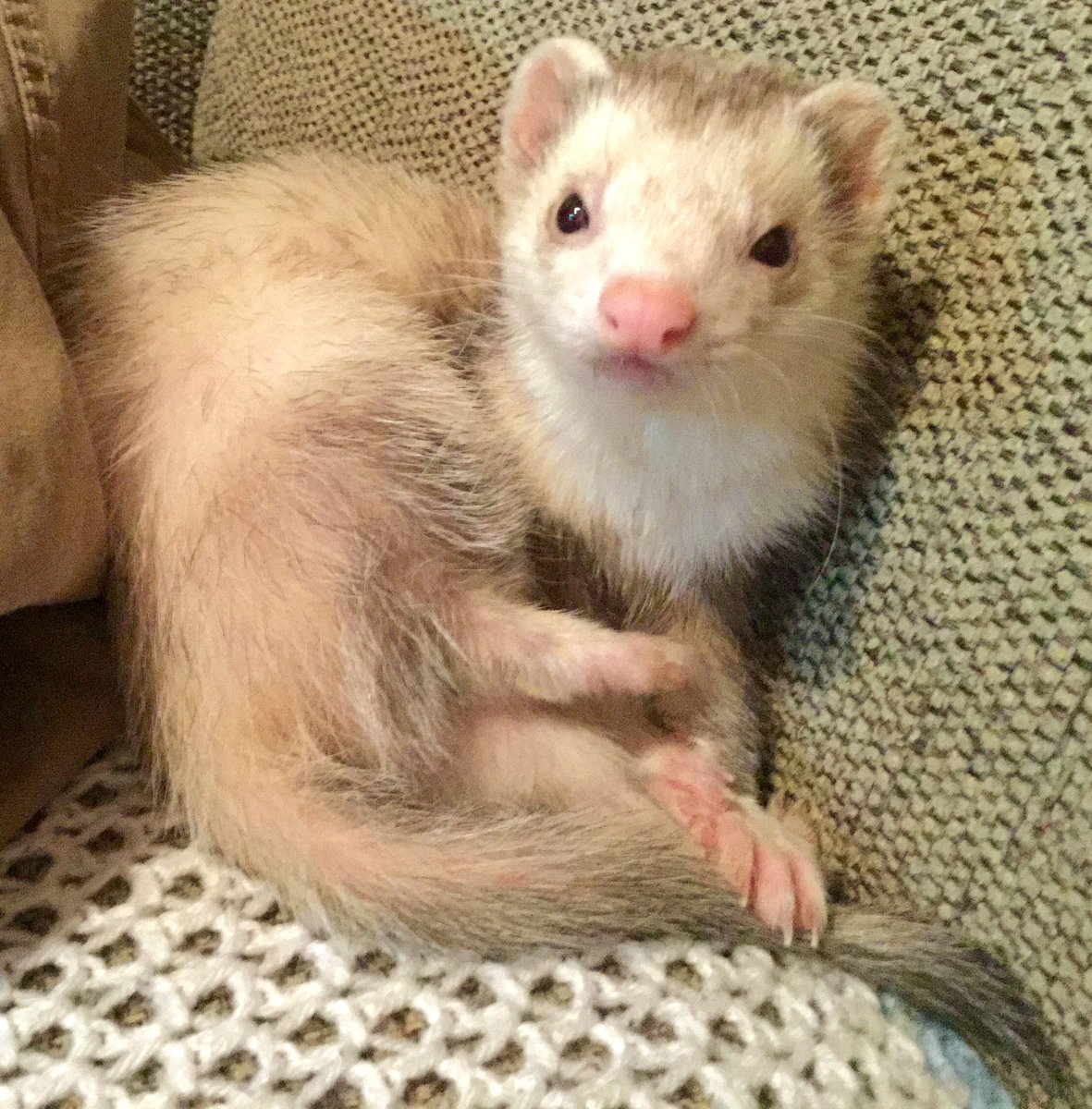 ferretfriend__'s tweet photo. https://t.co/bA1YkvzFed