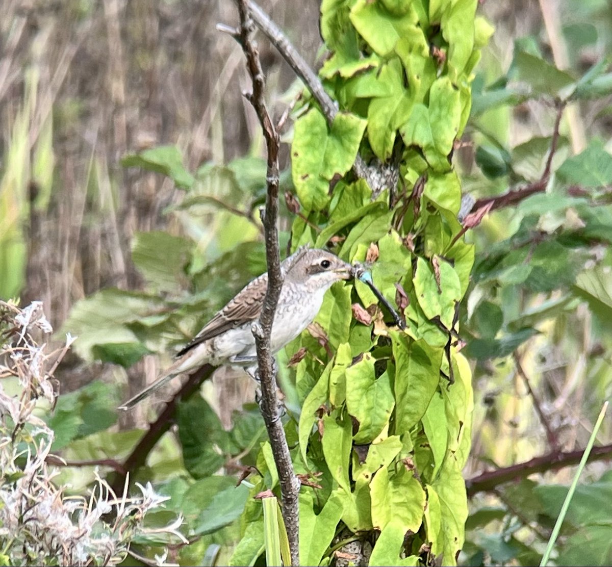 DanielCMartin1's tweet photo. The rather obliging juv Red Backed
Shrike near Wingerworth, Chesterfield this evening. Watched it take many prey items including a Lesser Emperor which is possibly rarer! @derbyshirebirds
#Derbyshirebirds #Shrike https://t.co/kanmG4zrIG