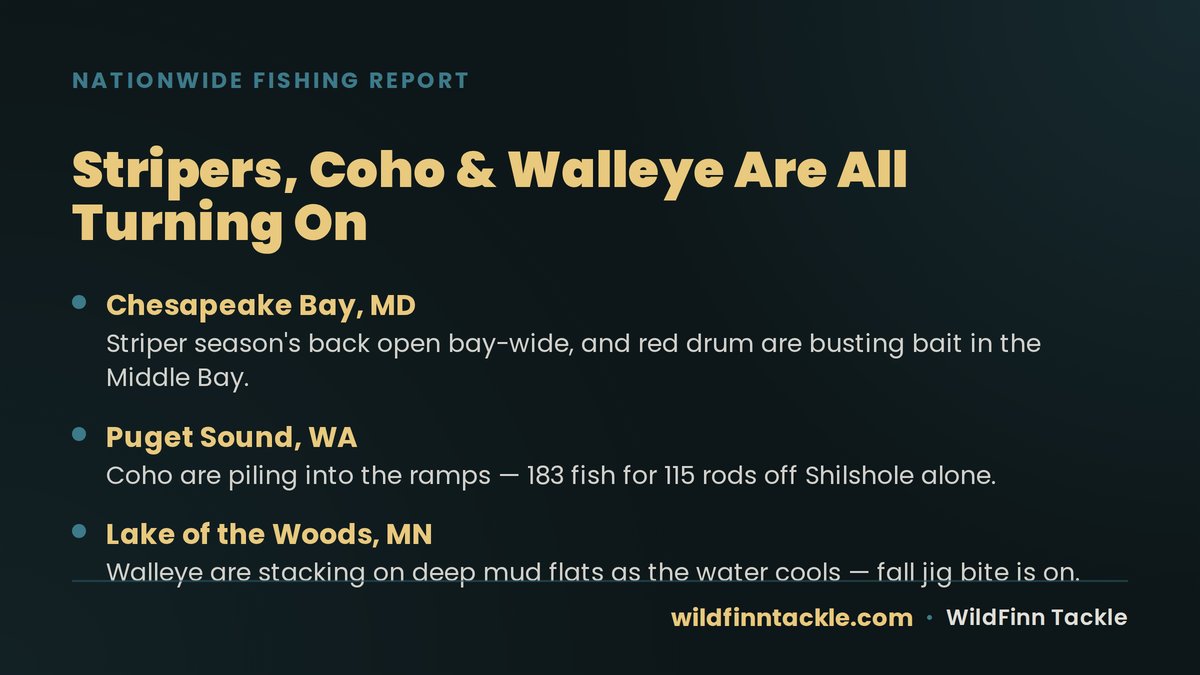 WildFinnTackle's tweet photo. Chesapeake stripers are back in season and red drum are blowing up on top. Puget Sound coho are piling into ramps at Shilshole and Everett. And Lake of the Woods walleye are stacking on the mud as the water cools. Fall bite's arriving early this year. https://t.co/f41Vupw4Qy