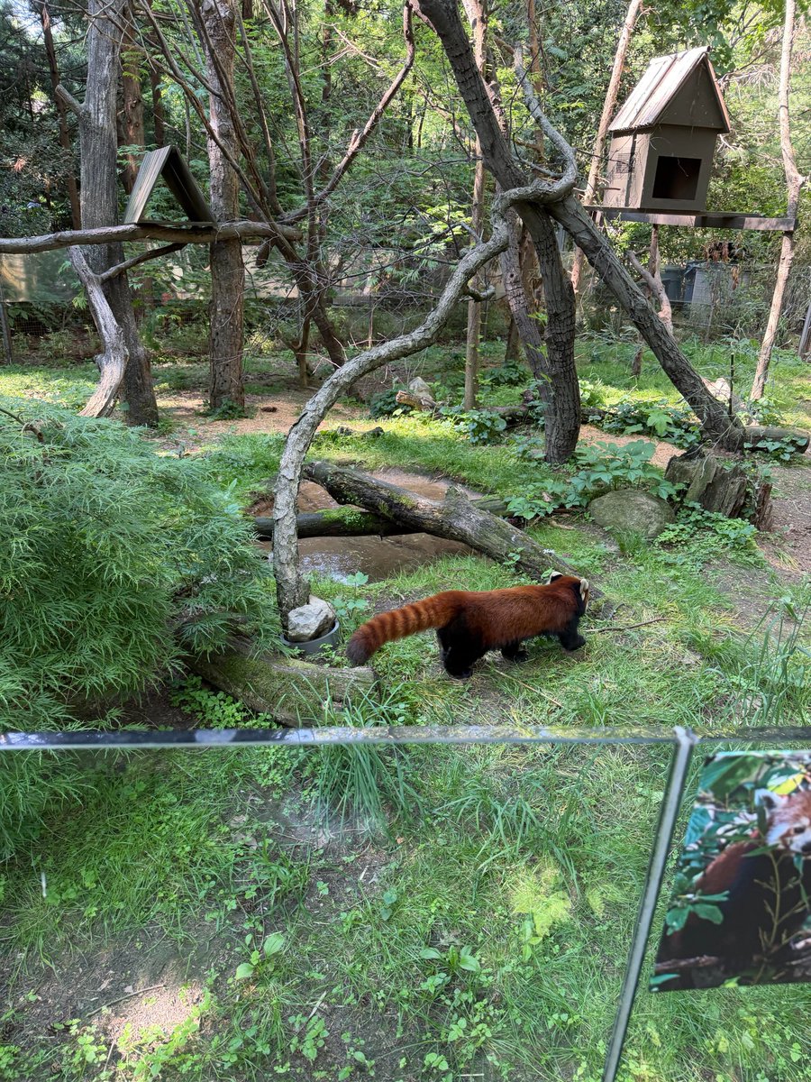 asiaelle_jp's tweet photo. Such a cute zoo. It feels like the animals are freely roaming around the park. #Zoo https://t.co/mTDG6RmNN1