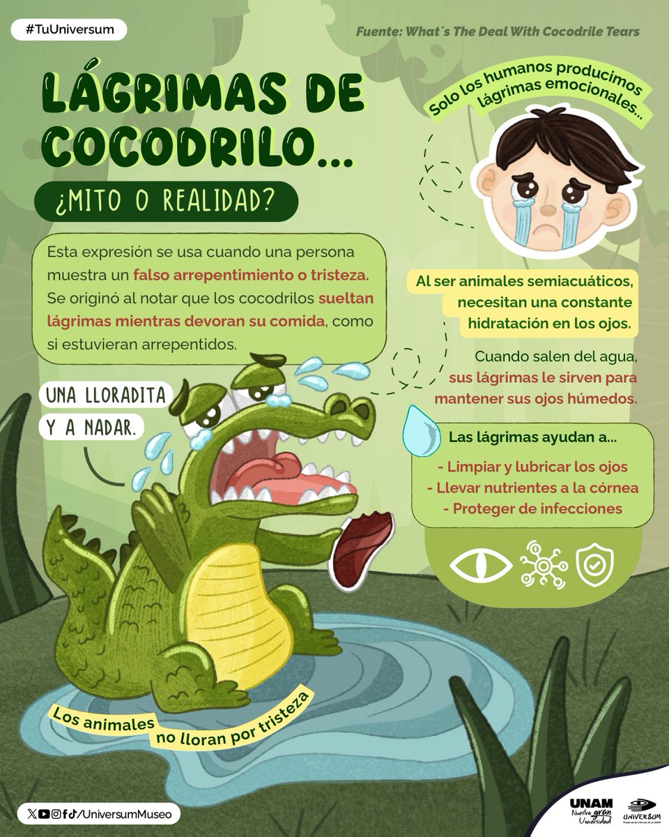 UniversumMuseo's tweet photo. ¡Que no te engañen esas lágrimas! 💧🐊 Aquí te contamos más👇🏻

#TuUniversum https://t.co/Vi6CVeLyAt