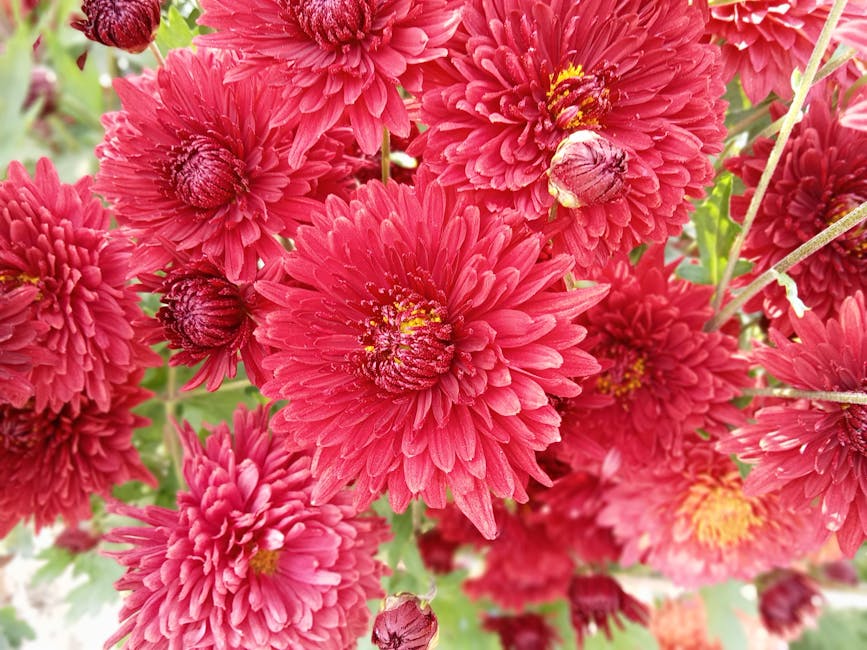 FelicitasWhile's tweet photo. كل في القلوب يدفئ لحظة، الم��لصة الأمل في لحظة ��للقاء. michiko tisdel📢 https://t.co/Lgzerx93cs