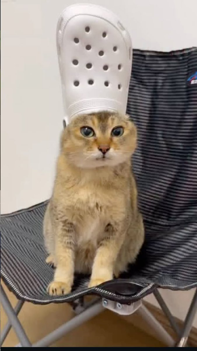 MeiMeiOnRH's tweet photo. me rn: https://t.co/pyqfMUa0Z3