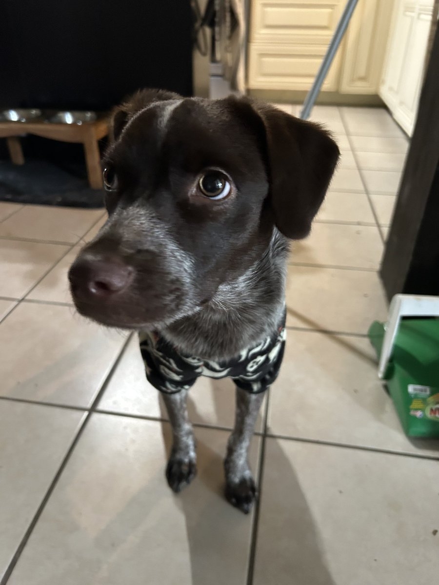 kinneysnikts's tweet photo. pajama wearing butt sniffing dog https://t.co/WBsazvbuhL