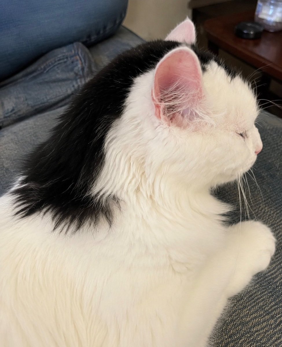 BestOfMeow's tweet photo. My cat is was born with a mullet https://t.co/hWz9CobOhq