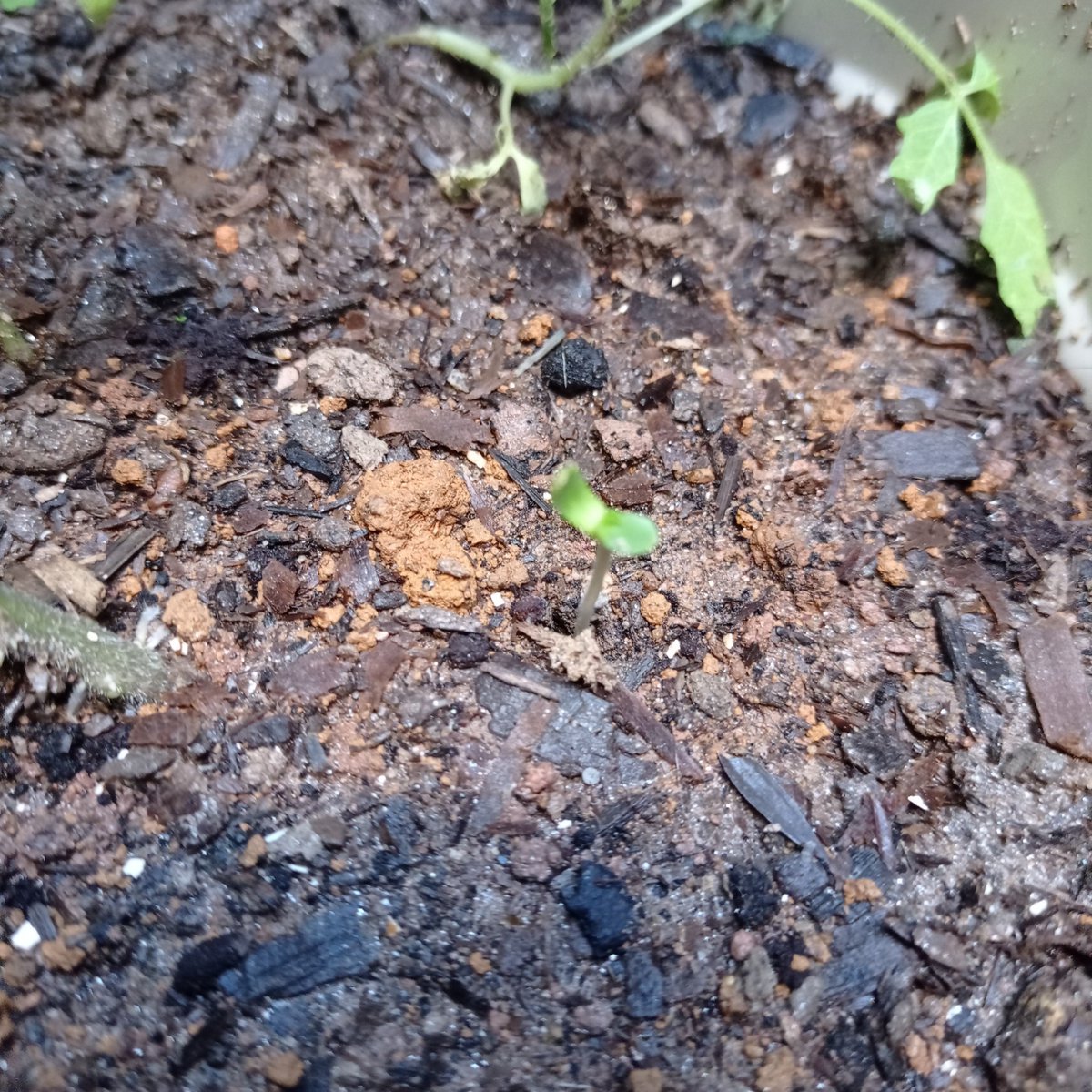 anakin1333's tweet photo. Five seeds later and against all odds, my baby was born 🌱😻
Northern lights day 1 https://t.co/Zh7chiW7WD