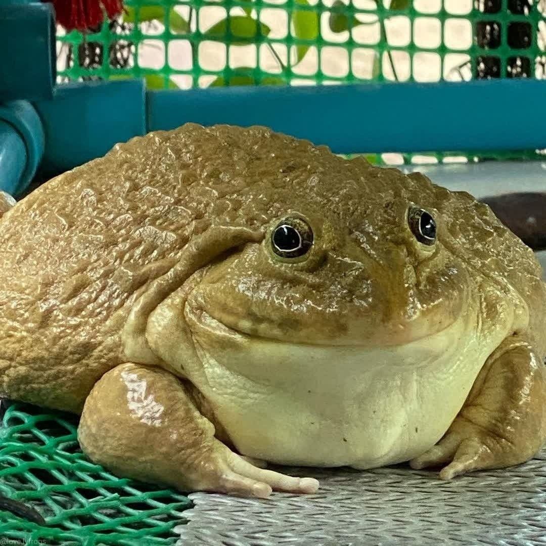 TheFrogPond_'s tweet photo. https://t.co/njT0JseZwy