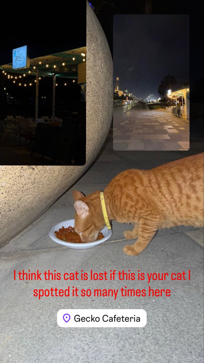 ROUUUDA's tweet photo. I hope they find their cat if it’s lost 🤍 https://t.co/JJiL8SO7f4