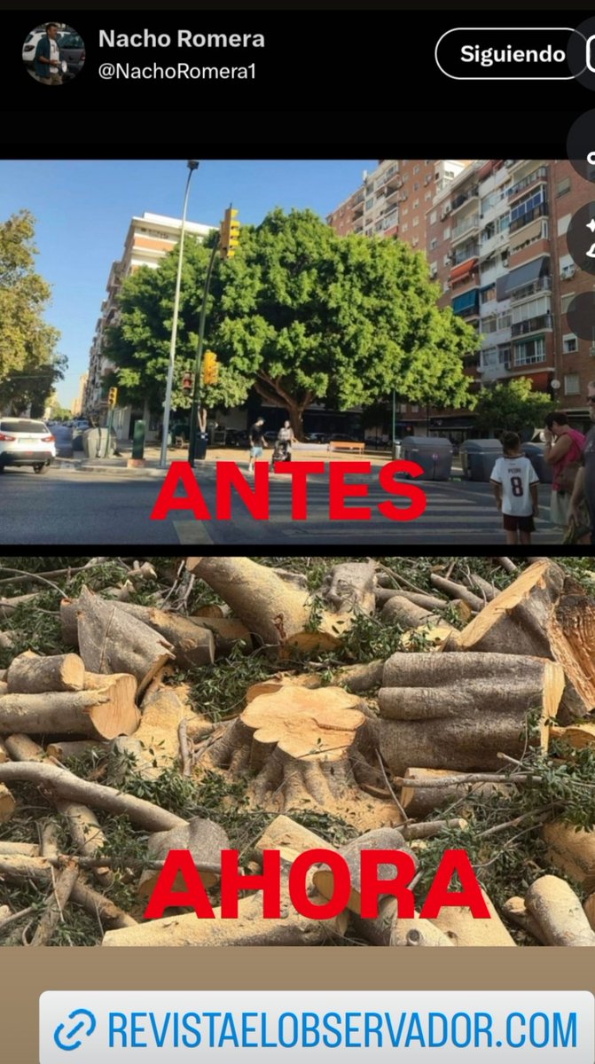 _ElObservador_'s tweet photo. #OJO

El @AlcaldePP de @Malaga @PacoDeLaTorreP miente a los vecinos.

Ayer promete un estudio de árboles que se caen y hoy, no lo hace, y tala un ficus que es un símbolo de la barriada #LaPaz.

No hay que despistarse y pedir la dimisión de secundarios. 

#DeLaTorre decide todo.
. https://t.co/Zxpw2RHjbU