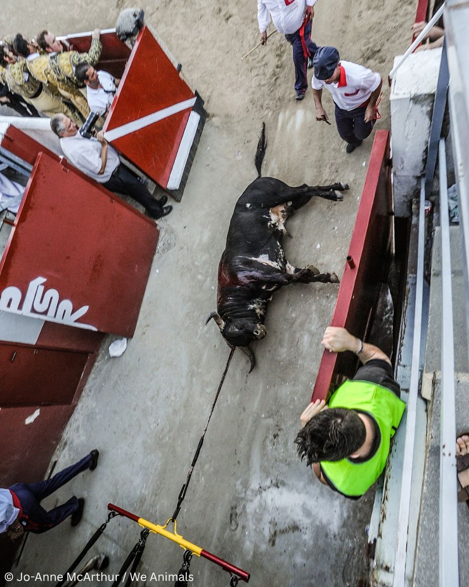 PETAUK's tweet photo. No bull should be murdered for applause. 
Bullfighting must be banned. https://t.co/ms7x5QAH3E