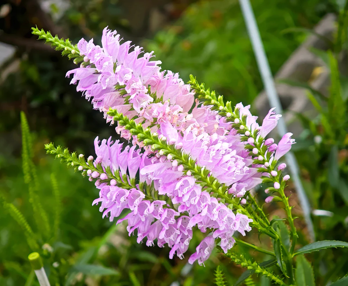 Flowers on X