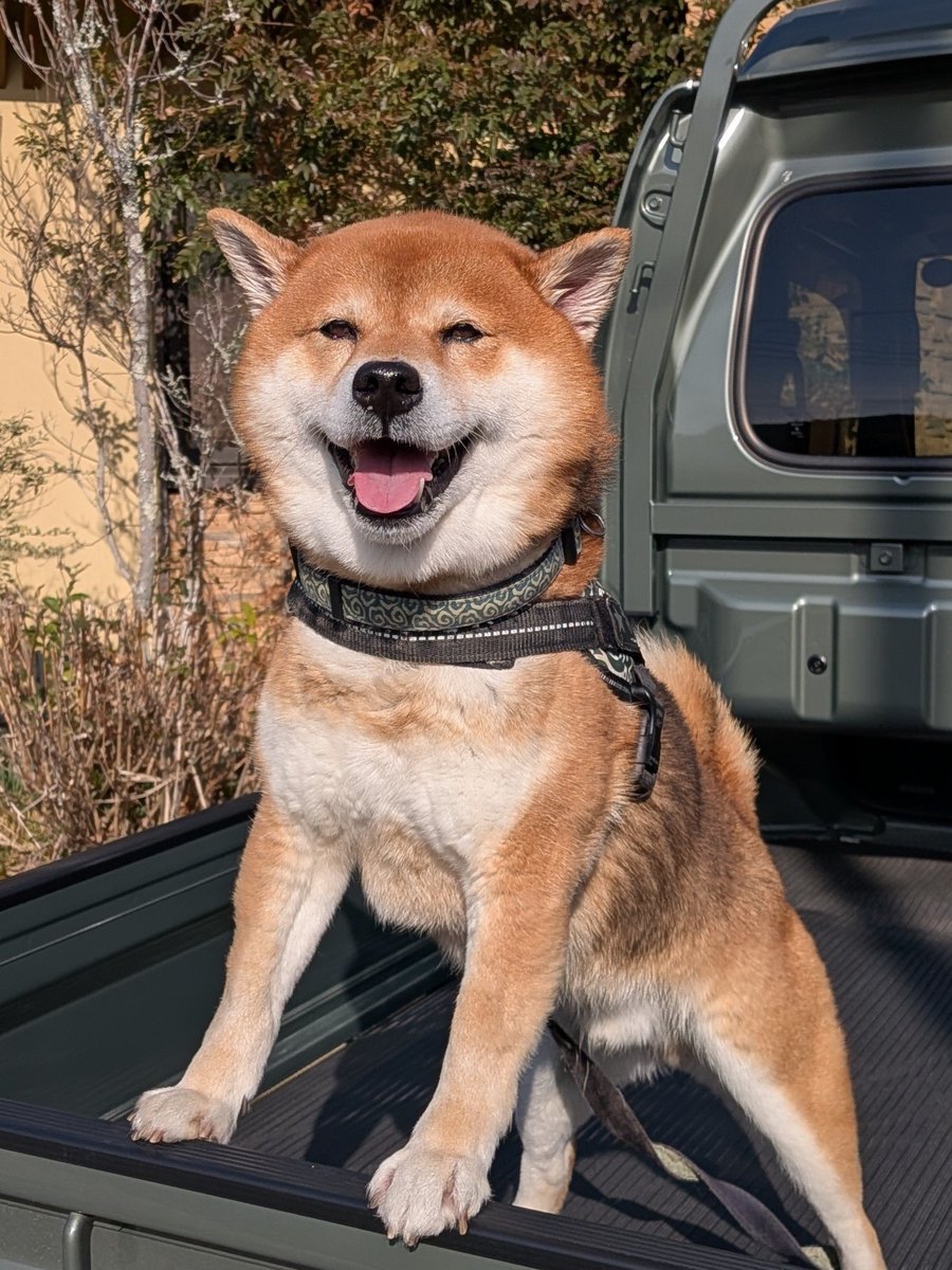 TAKU23056035's tweet photo. #名前の由来教えてください

愛犬の名前をつける時　飼い主さんそれぞれの思い入れがあると思います😊

以前もやりましたが改めて画像と共に教えてください😊

ちなみにうちのマサルは　ザギトワ選手に飼われている　秋田犬のマサルさんから　勝手に拝借しました🤣 https://t.co/wvlvVzl2bV