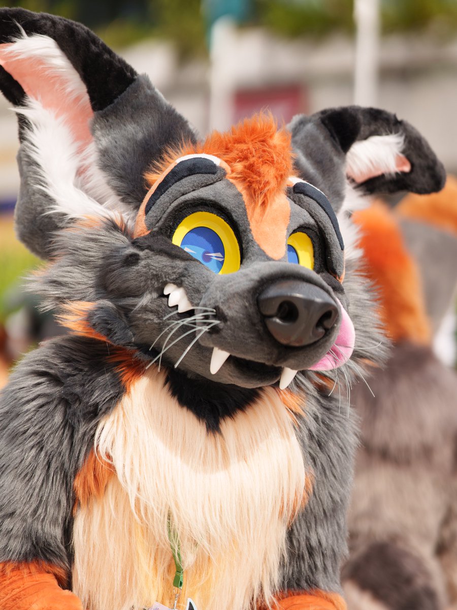 BeerYeener's tweet photo. Great time at EF30, spent with some amazing beans and capturing some great suiters!

#eurofurence #furry #fursuiting #fursona #ef30 https://t.co/Mlw2mbD8rF