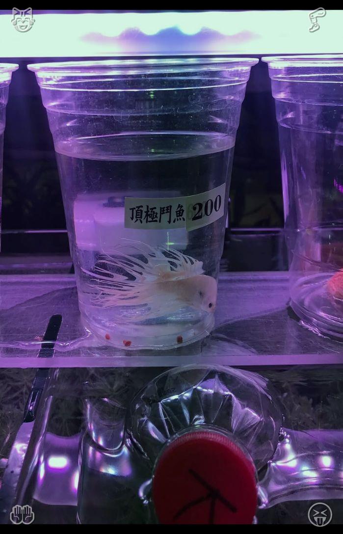 sappy012201's tweet photo. Once we arrive home, Buddy lets the loaf fall onto the floor before making a beeline for his water dish, lapping it up thirstily. I refill his bowl with fresh water, which he finishes completely, then gives himself a vigorous shake, flinging droplets across the room. 🏊 Braised https://t.co/2FOy4I91xK