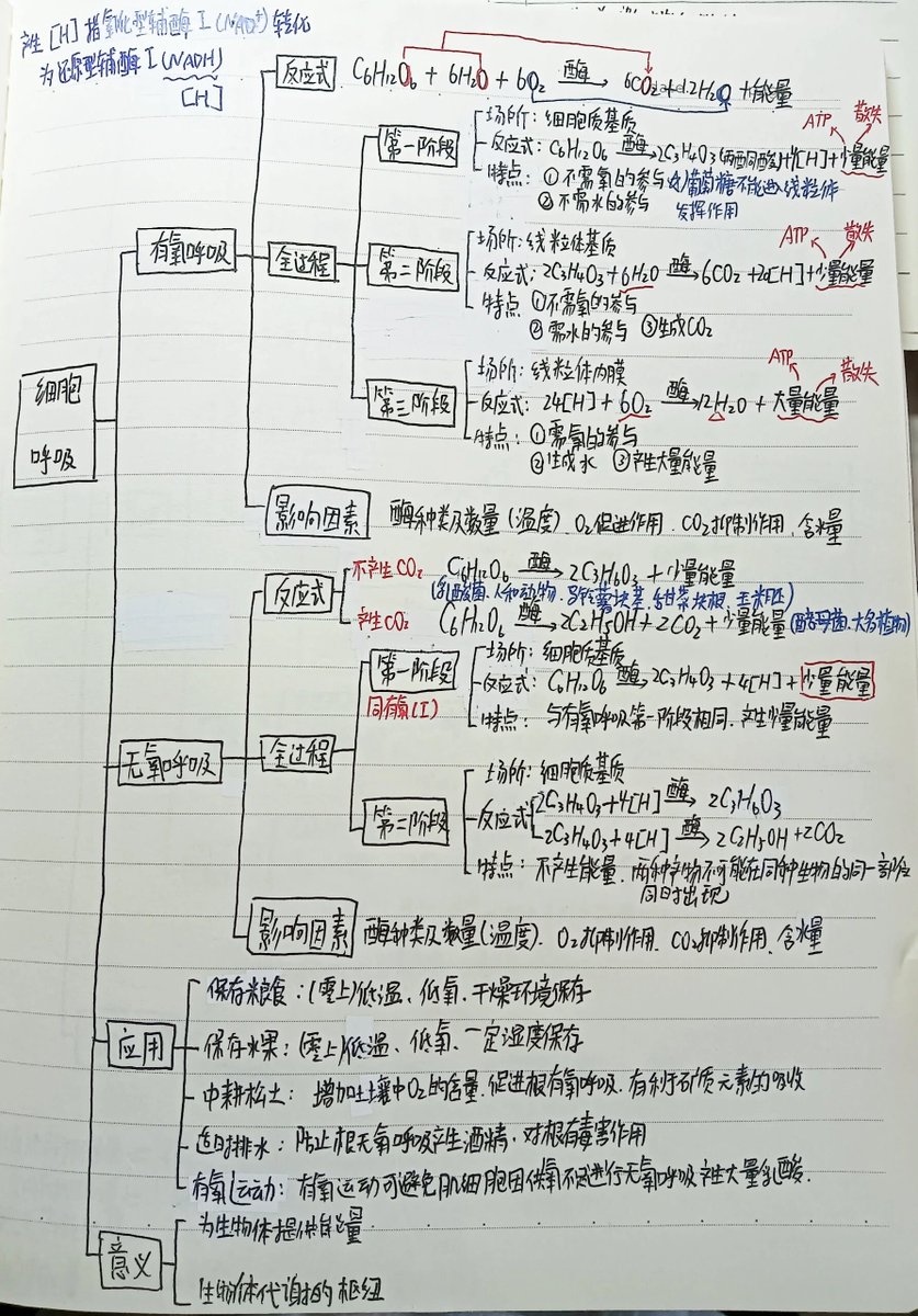 Lynn62431256's tweet photo. Crushed 3 chapters of AP Bio today u0026 nailed 20 practice questions on cell respiration—small wins add up! https://t.co/tOskux6tPs