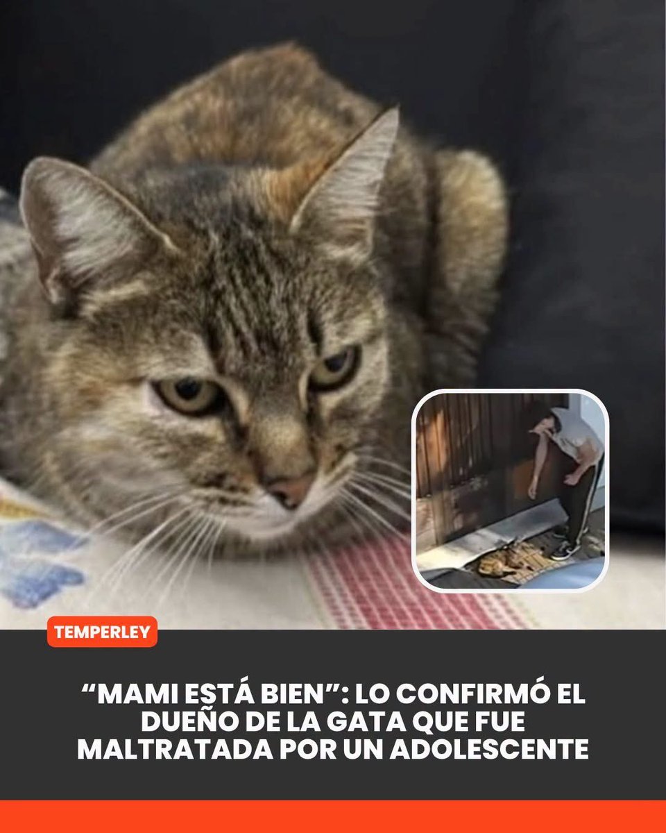 Bichuok1's tweet photo. La buena noticia 🙏💖😺 https://t.co/iRyWBS0nQy