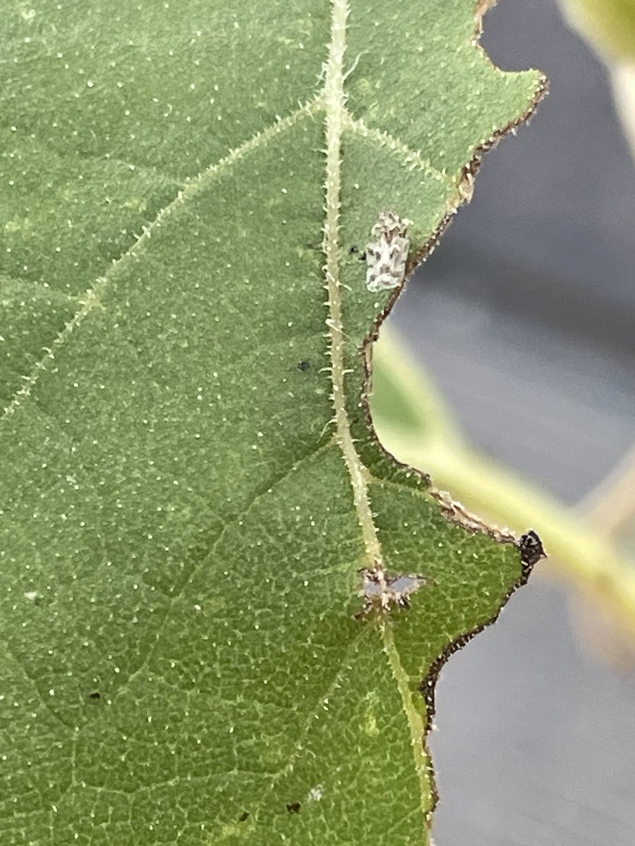 the13throot's tweet photo. My first instinct was to remove the problem.

Instead, I started asking:
What does it want?

I added sunflowers and I'm learning that sometimes pest management begins with understanding the relationship...

before reaching for a weapon. https://t.co/2ROgfkMvA3