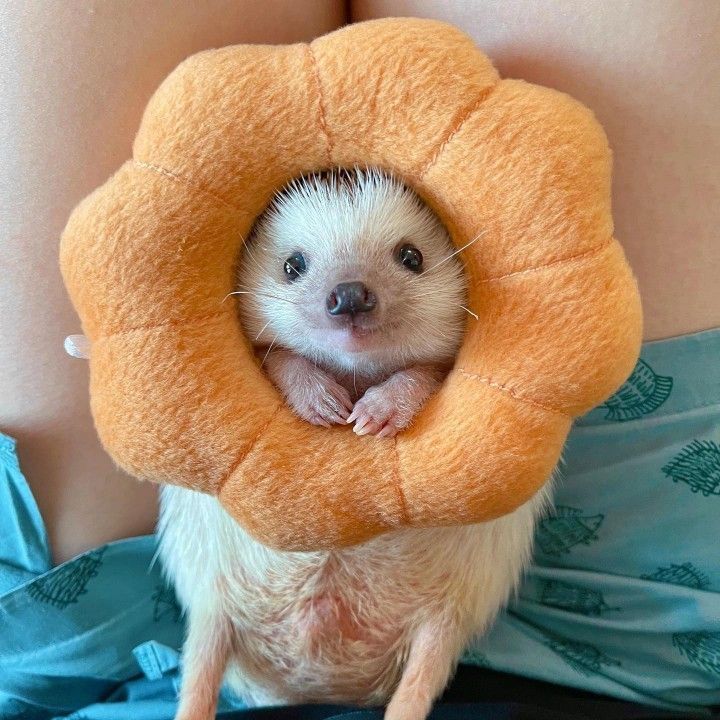 HedgehogZone_'s tweet photo. https://t.co/ll8fxn2xWZ