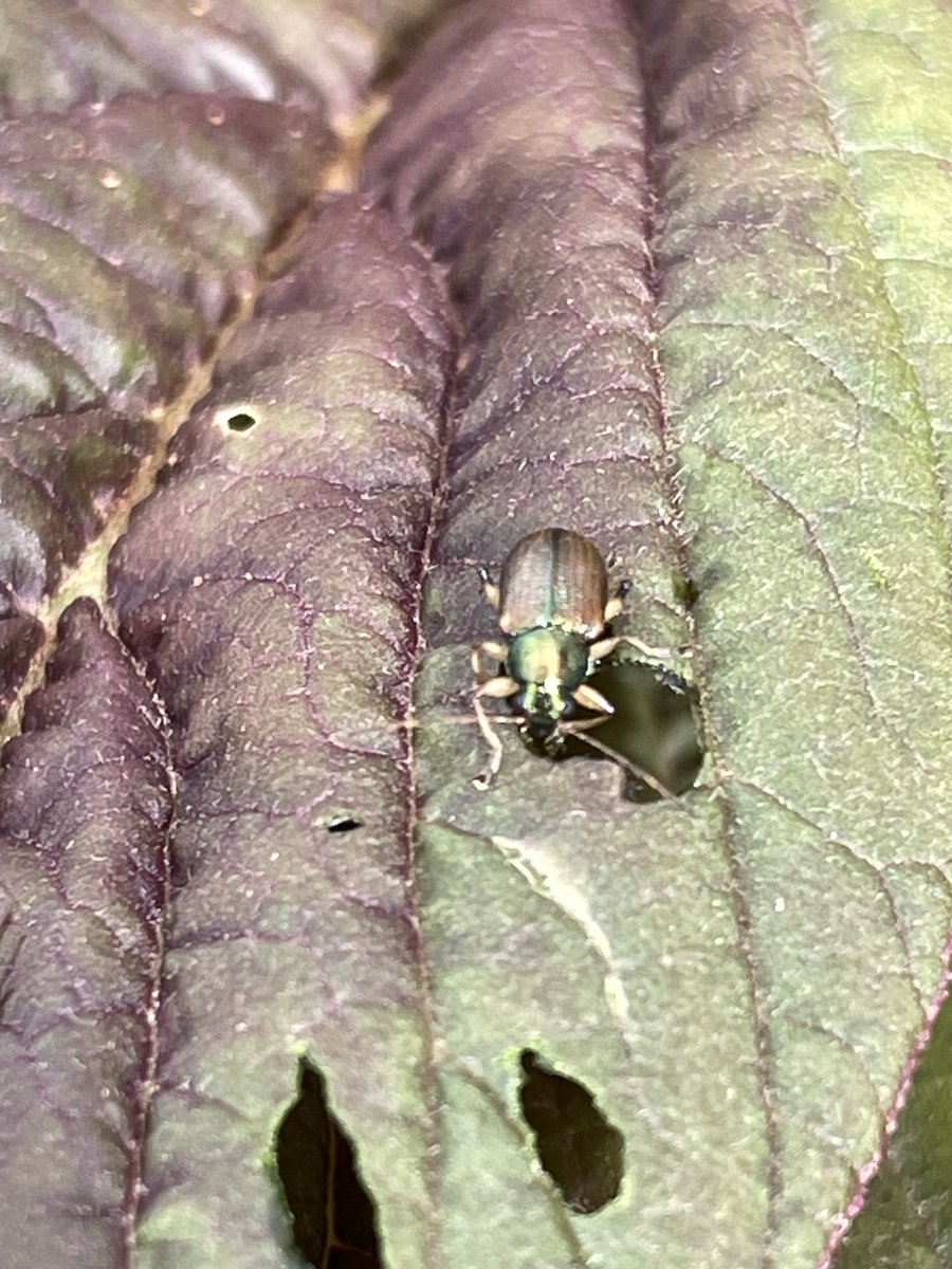 the13throot's tweet photo. A garden problem is rarely just one species. https://t.co/QbXy9OCa8s