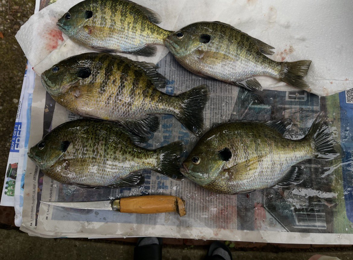 RickVogelbacher's tweet photo. Bluegill were on the menu for dinner today.  #bluegill #dinner #fishing https://t.co/tWWb5u0rUn