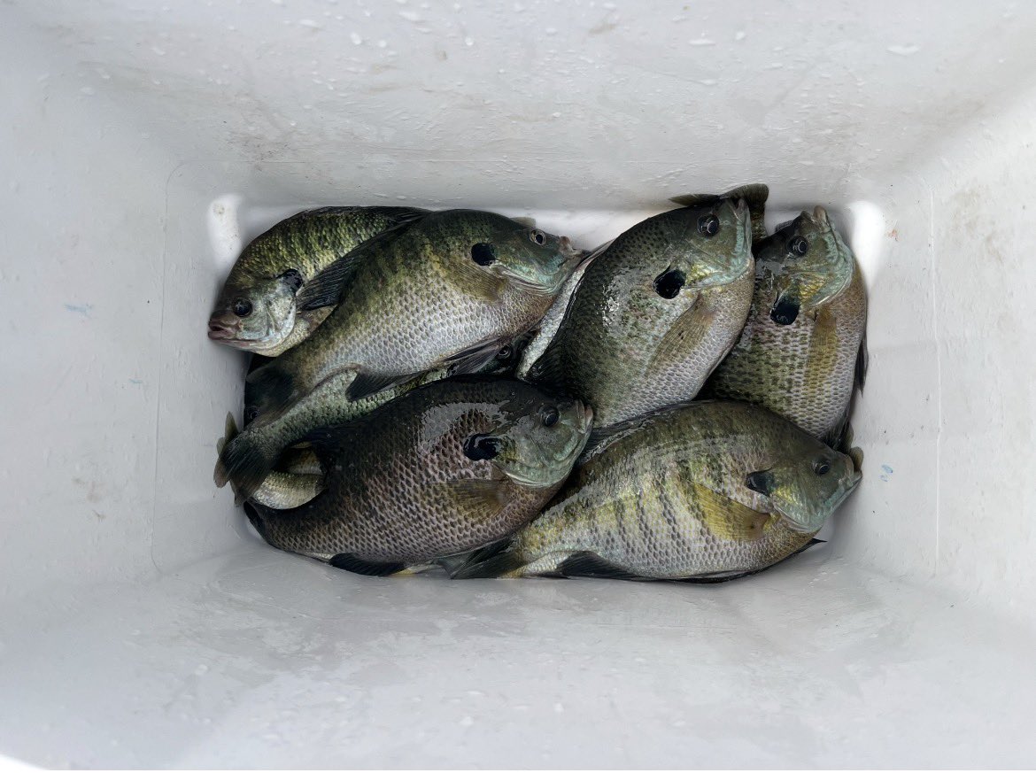 RickVogelbacher's tweet photo. Bluegill were on the menu for dinner today.  #bluegill #dinner #fishing https://t.co/tWWb5u0rUn