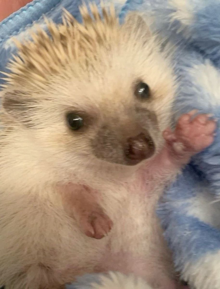HedgehogZone_'s tweet photo. https://t.co/9KOH013ILg