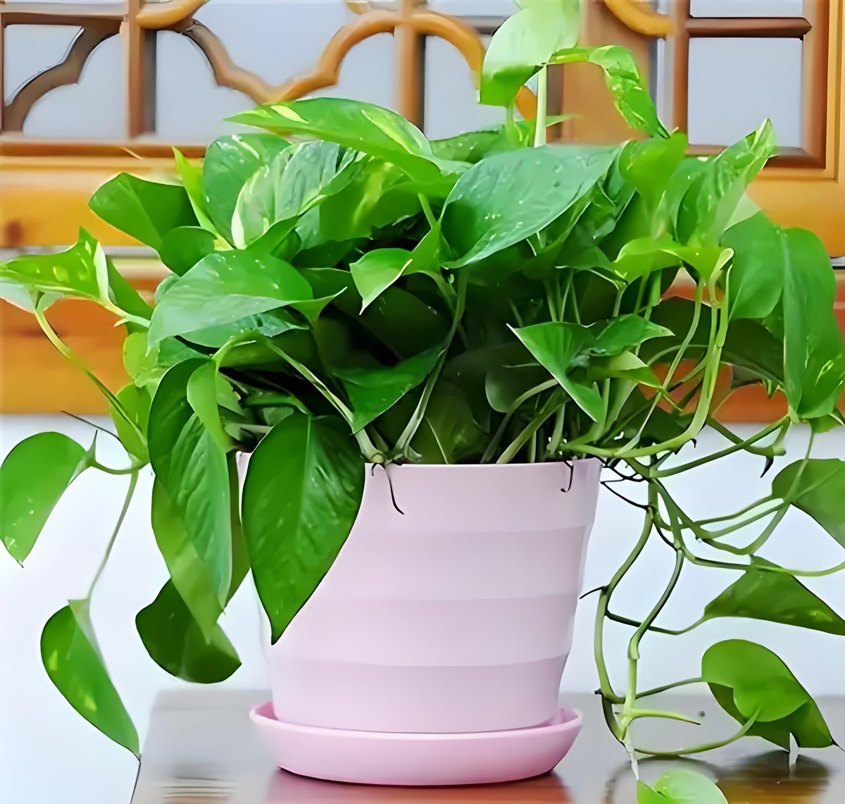 washmi3's tweet photo. [Pro tip for your pothos! Let its soil dry completely between waterings—your trailing green buddy will grow happier u0026 lusher. ] https://t.co/RFCy1seQmf