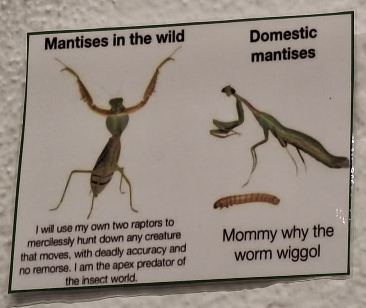 colligocritters tweet picture