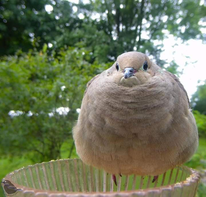 colligocritters's tweet photo. me: anyone seen my ballon?
the suspiciously balloon shaped bird: https://t.co/1jBA3Wtw8l